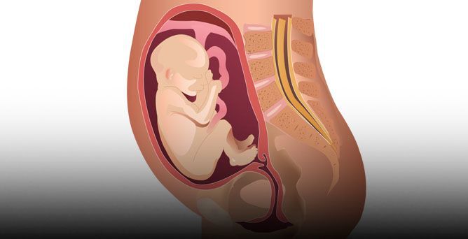 26ª Semana de Gravidez